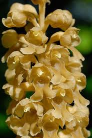 Attēlu rezultāti vaicājumam “Neottia nidus-avis flower”