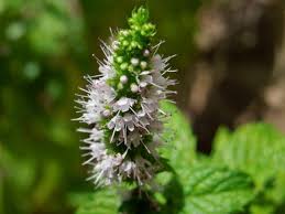 Attēlu rezultāti vaicājumam “Mentha spicata flower”