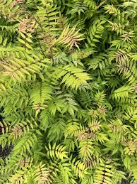 Attēlu rezultāti vaicājumam “Sorbaria sorbifolia”