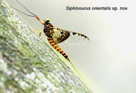 Attēlu rezultāti vaicājumam “Siphlonurus”