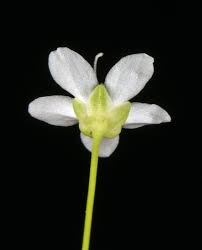 Attēlu rezultāti vaicājumam “Moehringia lateriflora flower”