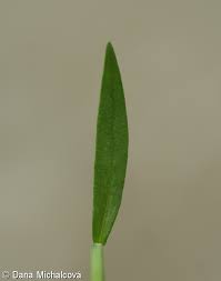 Attēlu rezultāti vaicājumam “Polygala comosa leaf”