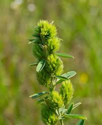 Attēlu rezultāti vaicājumam “Lophozia capitata”