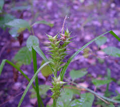 Attēlu rezultāti vaicājumam “Carex cespitosa flower”