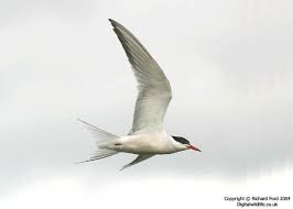 Attēlu rezultāti vaicājumam “Sterna hirundo”
