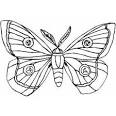 Moth coloring page