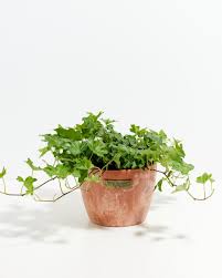 Attēlu rezultāti vaicājumam “Hedera helix”