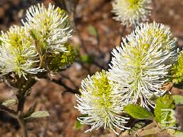 Attēlu rezultāti vaicājumam “Fothergilla major”