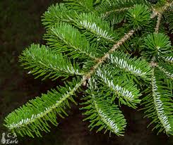 Attēlu rezultāti vaicājumam “Abies”