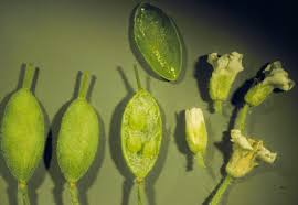 Attēlu rezultāti vaicājumam “Berteroa incana fruit”