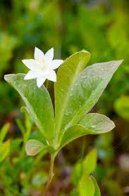 Attēlu rezultāti vaicājumam “Trientalis europaea”