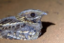 Attēlu rezultāti vaicājumam “Caprimulgus europaeus juvenile”