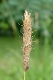 Attēlu rezultāti vaicājumam “Alopecurus pratensis”