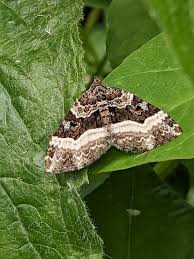 Attēlu rezultāti vaicājumam “Euphyia unangulata”