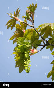 Attēlu rezultāti vaicājumam “Acer pseudoplatanus fo. purpurascens flower”