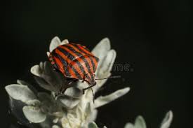 Attēlu rezultāti vaicājumam “Graphosoma lineatum imago”