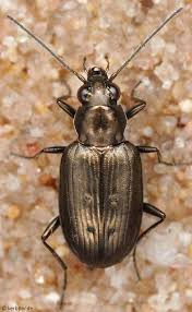 Attēlu rezultāti vaicājumam “Bembidion litorale”