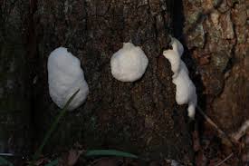 Attēlu rezultāti vaicājumam “Willkommlangea reticulata young”