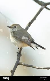 Image result for Ficedula albicilla