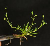 Attēlu rezultāti vaicājumam “Sagina procumbens fruit”