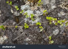 Attēlu rezultāti vaicājumam “Linnaea borealis leaf”