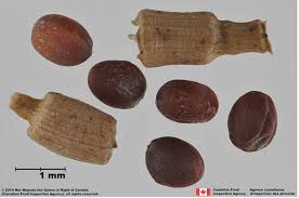 Attēlu rezultāti vaicājumam “Raphanus raphanistrum fruit”