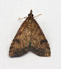 Attēlu rezultāti vaicājumam “Udea prunalis”