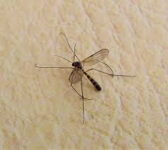 Attēlu rezultāti vaicājumam “Mycetophilidae”