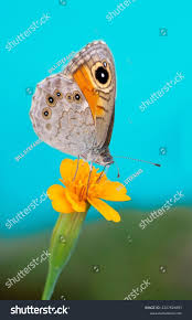 Attēlu rezultāti vaicājumam “Lasiommata petropolitana”