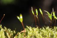 Attēlu rezultāti vaicājumam “Sanionia uncinata”