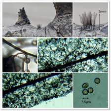 Attēlu rezultāti vaicājumam “Stemonitopsis amoena spores”