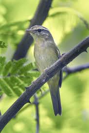 Image result for Phylloscopus schwarzi