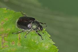 Attēlu rezultāti vaicājumam “Phyllopertha horticola imago”