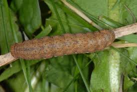 Attēlu rezultāti vaicājumam “Agrochola helvola imago”