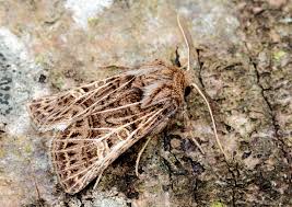 Attēlu rezultāti vaicājumam “Tholera decimalis male”