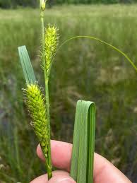 Attēlu rezultāti vaicājumam “Carex atherodes”
