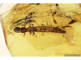 Attēlu rezultāti vaicājumam “Raphidioptera larva”