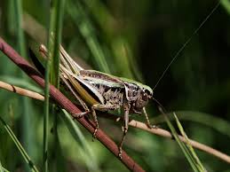 Attēlu rezultāti vaicājumam “Metrioptera brachyptera”