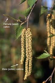Attēlu rezultāti vaicājumam “Betula nana female flower”