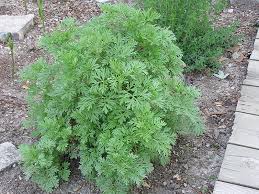 Image result for Artemisia absinthium