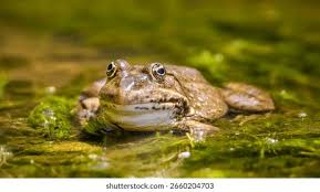 Attēlu rezultāti vaicājumam “Pelophylax”