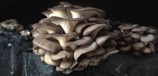 Attēlu rezultāti vaicājumam “Pleurotus ostreatus”