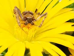 Attēlu rezultāti vaicājumam “Arachnida”