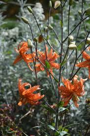 Attēlu rezultāti vaicājumam “Lilium lancifolium flower”