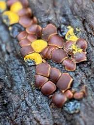 Attēlu rezultāti vaicājumam “Perichaena depressa”