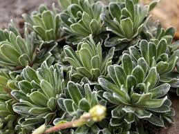 Image result for Steinbrech