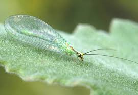 Attēlu rezultāti vaicājumam “Chrysopa”