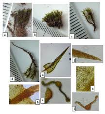 Attēlu rezultāti vaicājumam “Didymodon fallax var. brevifolius”