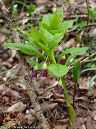 Attēlu rezultāti vaicājumam “Scopolia carniolica flower”