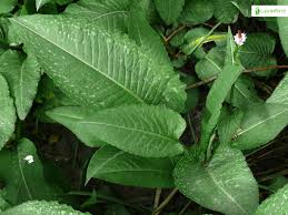 Attēlu rezultāti vaicājumam “Bistorta major leaf”